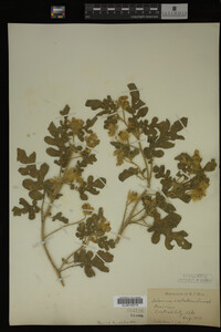 Image Associated With the Occurrence