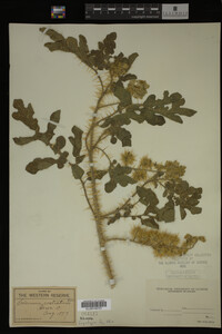 Image Associated With the Occurrence