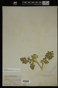 Image Associated With the Occurrence