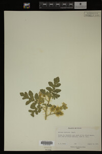 Image Associated With the Occurrence