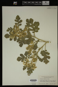 Image Associated With the Occurrence
