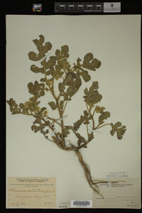 Image Associated With the Occurrence