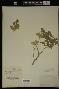 Image Associated With the Occurrence