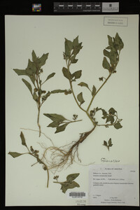 Image Associated With the Occurrence