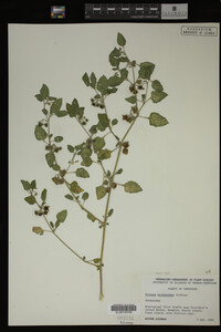 Image Associated With the Occurrence