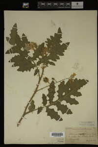 Image Associated With the Occurrence
