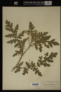 Image Associated With the Occurrence