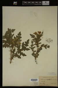 Image Associated With the Occurrence