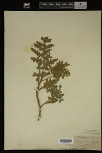 Image Associated With the Occurrence