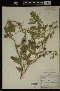 Image Associated With the Occurrence