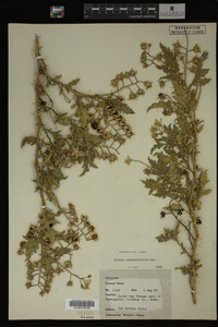 Image Associated With the Occurrence
