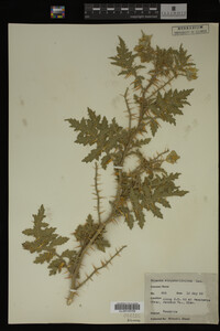 Image Associated With the Occurrence