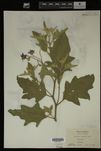 Image Associated With the Occurrence