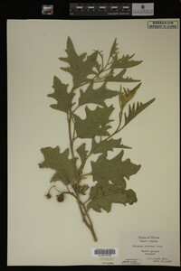 Image Associated With the Occurrence