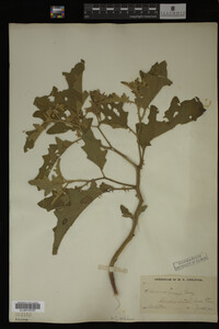 Image Associated With the Occurrence