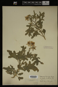 Image Associated With the Occurrence