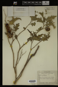 Image Associated With the Occurrence