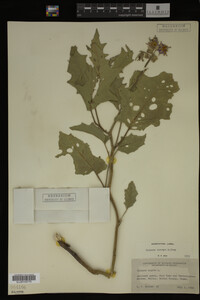 Image Associated With the Occurrence