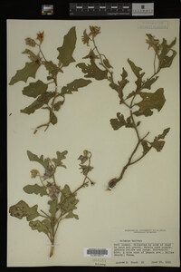 Image Associated With the Occurrence
