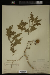 Image Associated With the Occurrence