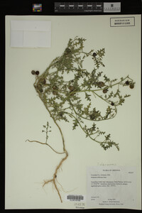 Image Associated With the Occurrence