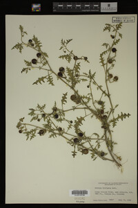 Image Associated With the Occurrence