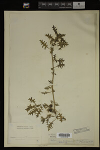 Image Associated With the Occurrence