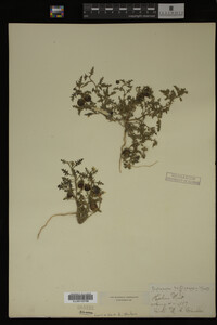 Image Associated With the Occurrence