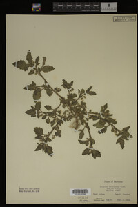 Image Associated With the Occurrence