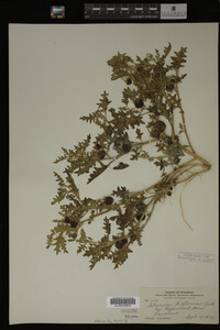 Image Associated With the Occurrence