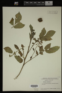 Image Associated With the Occurrence