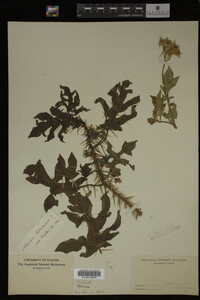 Image Associated With the Occurrence