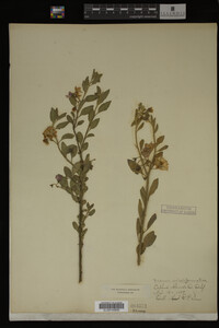 Image Associated With the Occurrence