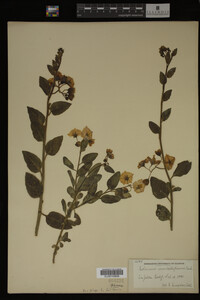 Image Associated With the Occurrence