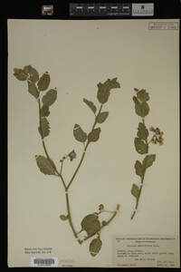 Image Associated With the Occurrence