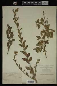 Image Associated With the Occurrence