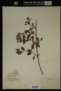 Image Associated With the Occurrence