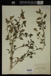 Image Associated With the Occurrence