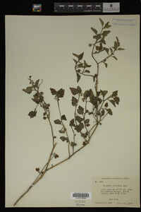 Image Associated With the Occurrence