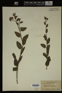 Image Associated With the Occurrence