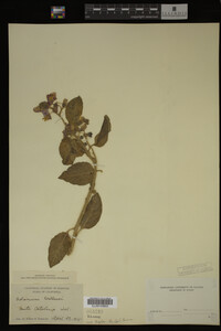 Image Associated With the Occurrence