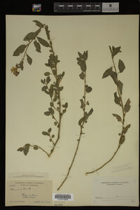 Image Associated With the Occurrence