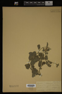 Image Associated With the Occurrence