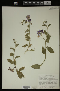 Image Associated With the Occurrence