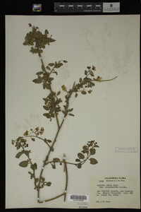 Image Associated With the Occurrence