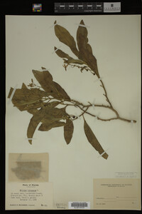 Image Associated With the Occurrence