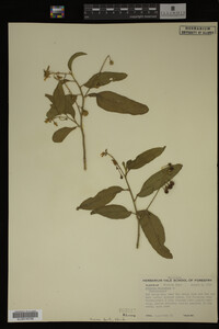Image Associated With the Occurrence