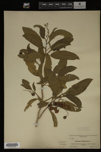 Image Associated With the Occurrence