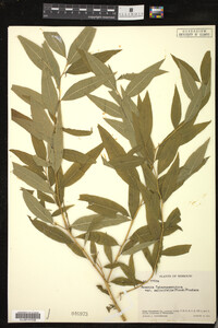 Image of Amsonia tabernaemontana var. salicifolia