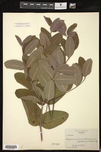 Image of Apocynum cannabinum var. pubescens
